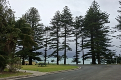 20251109-19-Norfolk-pines-on-Lagoon-Rd-front-Anchorage
