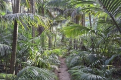 20251111-137-Kentia-palm-grove