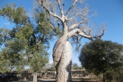 1_P1010214-The-lovers-baobab