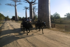 1_P1010246-Baobab-Avenue