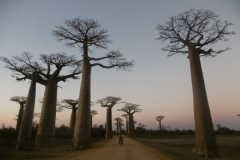 1_P1010271-Baobab-Avenue