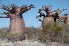 1_P1010448-Thick-baobabs