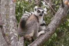 1_P1010710-Ringtale-lemur