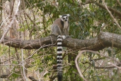 1_P1010736-Ringtale-lemur