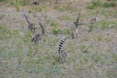 1_P1010784-Ringtale-lemurs