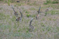 1_P1010784-Ringtale-lemurs