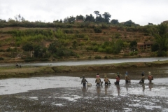 P1000769-Ricefields-between-Antsirabe-and-Miandrivazo