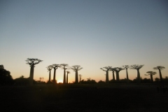P1010263-Sunset-at-Baobab-Avenue