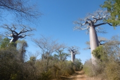 P1010369-Big-baobabs