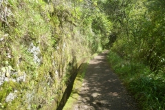 P1090252-Levada-in-Ribeiro-Frio