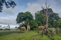 20230121-10-Liwonde-N.P.-elephants