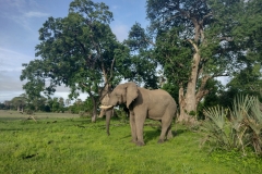 20230121-14-Liwonde-elephants