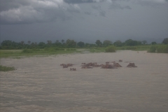 20230121-51-Liwonde-hippos-in-the-Shire