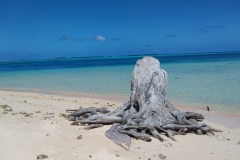 20250210-105-Dead-Tree-at-Laura-Beach