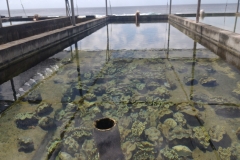 20250213-183-Mariculture-Farm