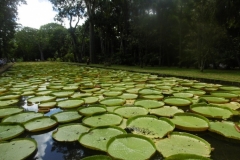 P1010231-Pamplemousses-Giant-waterlily-POnd