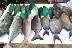 20250220-178-Fish-Market-fresh-fish