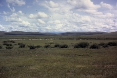 42-03-Kudde-paarden-in-typisch-landschap-tussen-Kharakhorin-en-Ulaanbatar