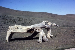 43-04-Gobi-boom-bij-Gobimuseum