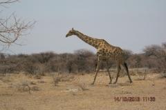 IMG_0647-Etosha