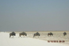 IMG_0706-Etosha