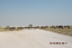 IMG_0714-Etosha