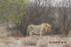 IMG_0780-Etosha