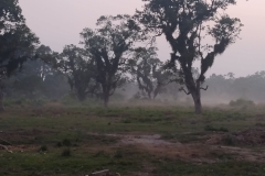 20221111-24-Elephant-Breeding-Centre-at-dusk