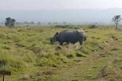 20221112-35-Chitwan-N.P.-rhino-kopie