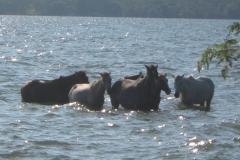 IMG_1034-nicaragua-Ometepe