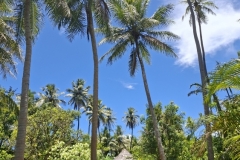 20251125-99-Ponerihouen-case