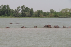 20230319-36-Hippos-in-the-Niger