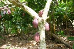 P1050096-Cacaoplantage