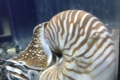 20250225-146-Endangered-deep-sea-molusque