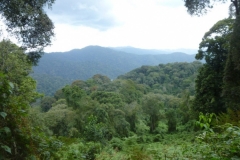 P1050517-Nyungwe-NP-wandeling