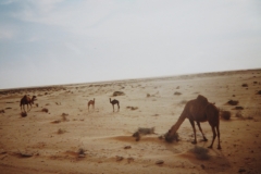 IMG_3752-Dromedarissen-in-de-sahara