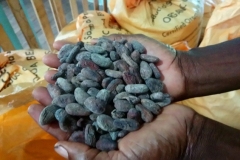 DSC_0761-Monte-Forte-gedroogde-cacaobonen