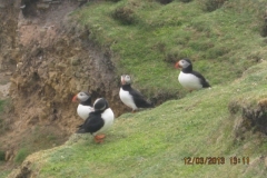 IMG_0110-Fair-Isle-papegaaiduikers