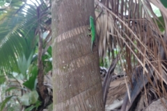 20230203-7-Praslin-Vallee-de-Mai-Green-Day-Gecko