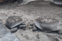 20230204-21-La-Digue-Andabra-tortoises