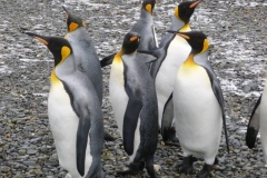 1_P1010034-King-Pinguins