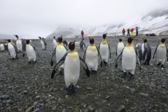 1_P1010036-King-Pinguins-Fortuna-Bay