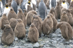 1_P1010146-Koningspinguins-met-kuikens