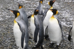 P1010034-King-Pinguins