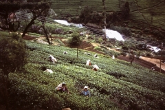 74-11-Nuwara-Elya-theeplantages