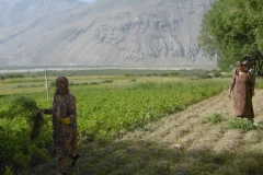 P1000840-Harvesting-in-Langar