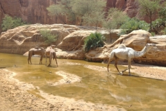 20231009-249-Kamelen-in-de-wadi