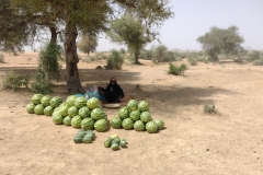 20231016-563-Veel-watermeloenen-in-zo-een-droog-landschap