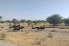 20231018-608-Nomaen-typisch-Tsjadees