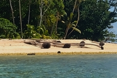 20240914-103-Coconut-trunks-on-the-beach
